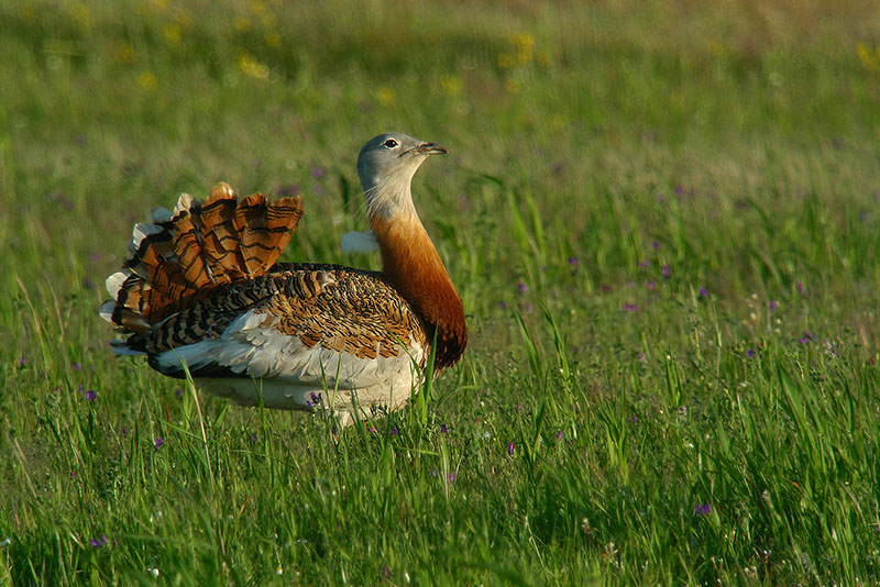 Otarda in Digiscoping